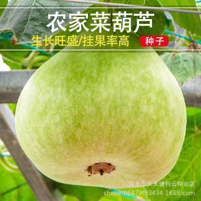 农家菜葫芦种子大酒仙葫芦瓠瓜种庭院籽春季四季种植春秋种子大全