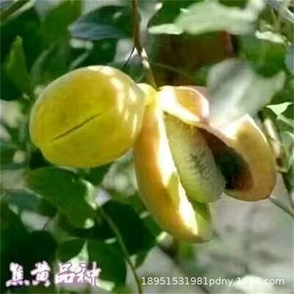 Сентябрь Желтое Фруктовое Дерево Рассада Август Дыня Рассада Три или Пять Листьев Акебони Фрукты Желтый Воск Фрукты Луна Жареное Яйцо Туо Набенг