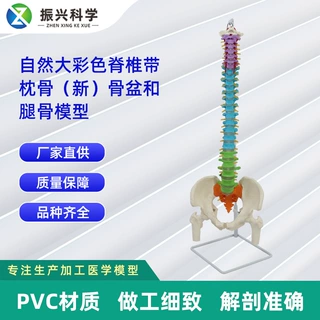 自然大彩色脊椎带枕骨新骨盆和腿骨模型 人体骨骼模型教学模型