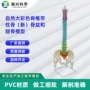 骨盆自然脊椎骨骼模型