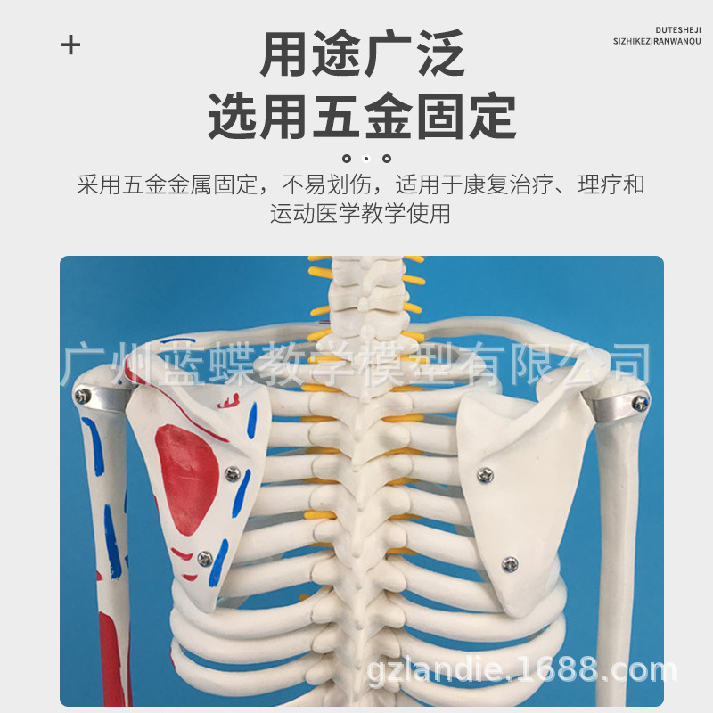 85CM�������ģ�͹Ǽܹ����걾��׵�����񾭼���ֲ���ɫģ����ʽ