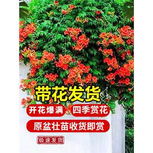 ������������ֲ���ļ��_���ͺ��͟����̻����̨ͥԺ��ֲ��������