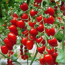 红圣女果种子樱桃小番茄高产蔬菜西红柿种籽子盆栽黄圣女果蔬菜籽
