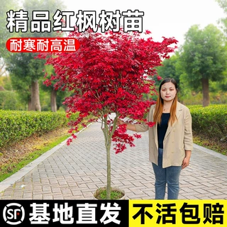 一件代发红枫树苗日本红枫树苗盆景花园庭院阳台盆栽彩叶槭枫四季
