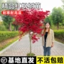 日本庭院四季盆栽树苗