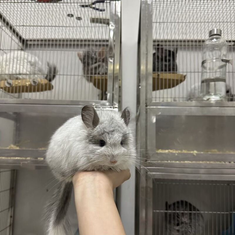 Little Dragon Pet, Lively and Docile, Standard Gray, Domesticated, Cute, Live Animal, Baby Chinchilla, Young Animal, Long-Haired, Friendly, Pink and White, Little Brother