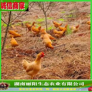 �u�����S�u���wС�u��ĸ��������ɽС�_���u���׻���B�\ݔ���ɻ�