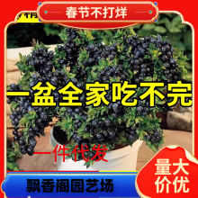 һ�����l�{ݮ������{ݮ�����Ե��Թ��玧����ϱ����Nֲ�����۾G