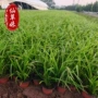 大花长期地被植物宿根草花