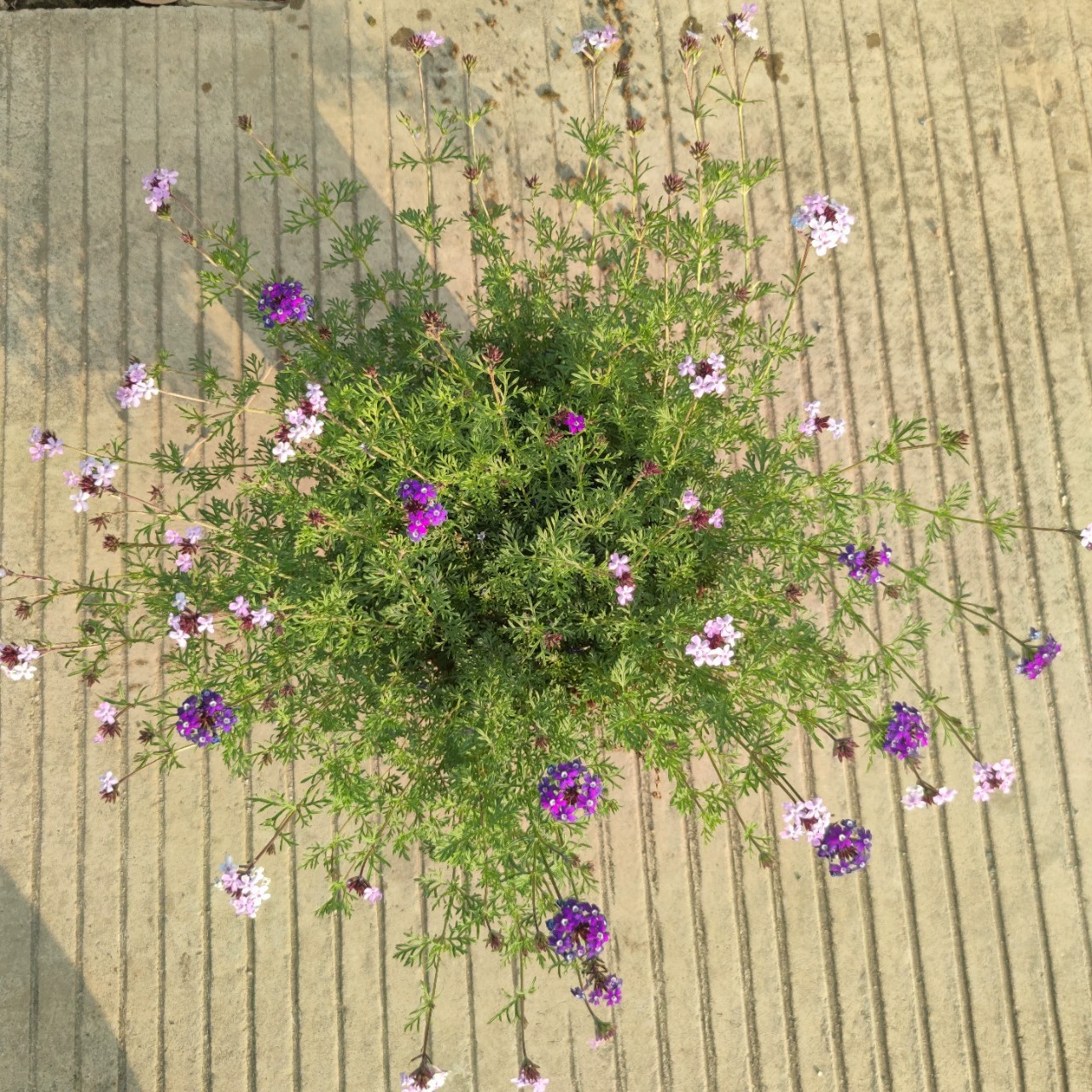 2302 База Поставка мелколистной красивой вишни в горшечном саду