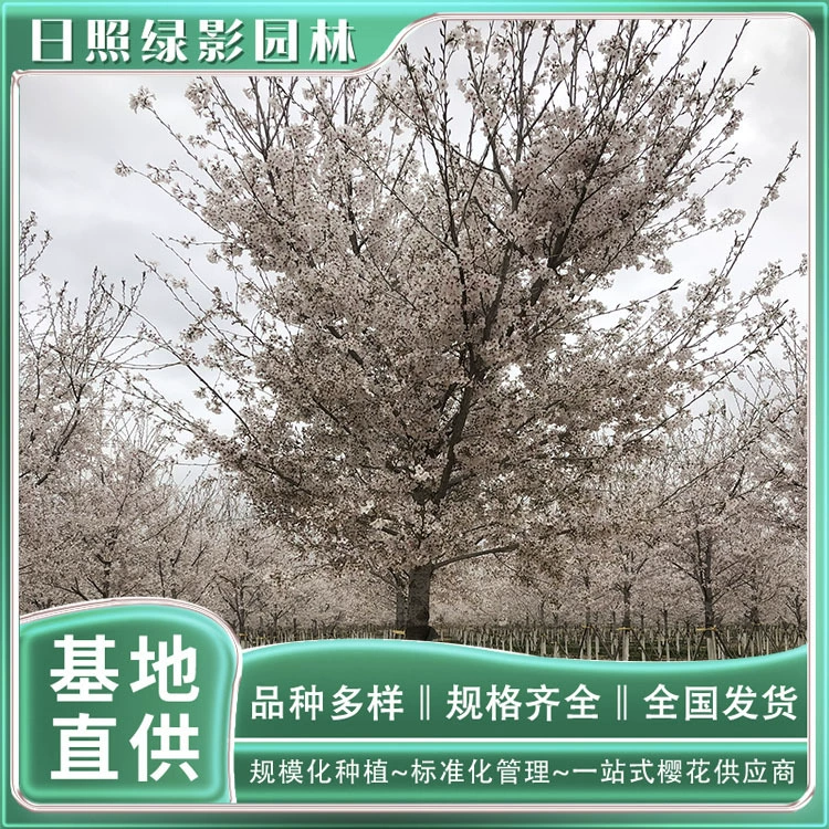 Цена на саженцы сакуры Ёсино в зоне посадки 8 см в зоне посадки саженцев сакуры Ёсино в хорошо красителе