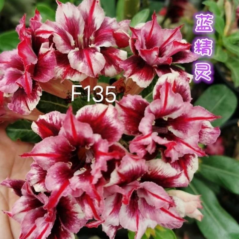 # 27 란징린사막(3년생 모종)은 그해에 개화한다