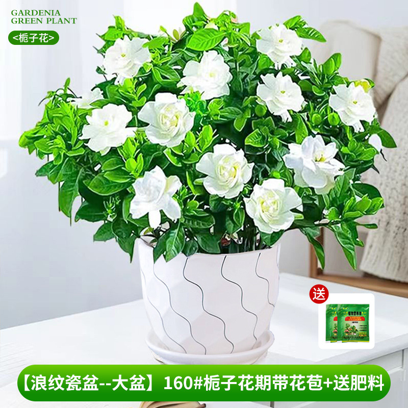 [Bacia de porcelana com padrão ondulado - bacia grande] 160 # Período de floração da gardênia com botões + fertilizante grátis