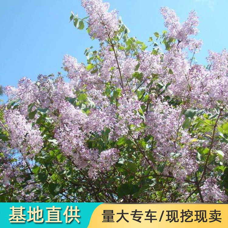 丁香花树苗庭院观赏工程绿化紫丁香树北方耐寒四季种植丁香树苗