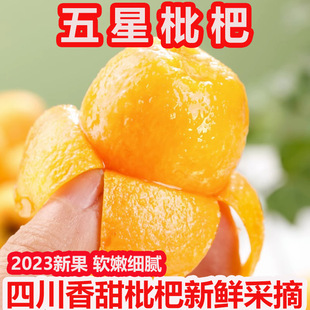 四川米易枇杷整箱新鲜大果现摘孕妇琵琶时令水果当季批把鲜果包邮-阿里巴巴