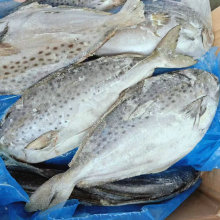 雪花鲳鱼金鲳鱼冷冻海鲜水产鲜活海鱼海鲜水产冷冻水产批发商用
