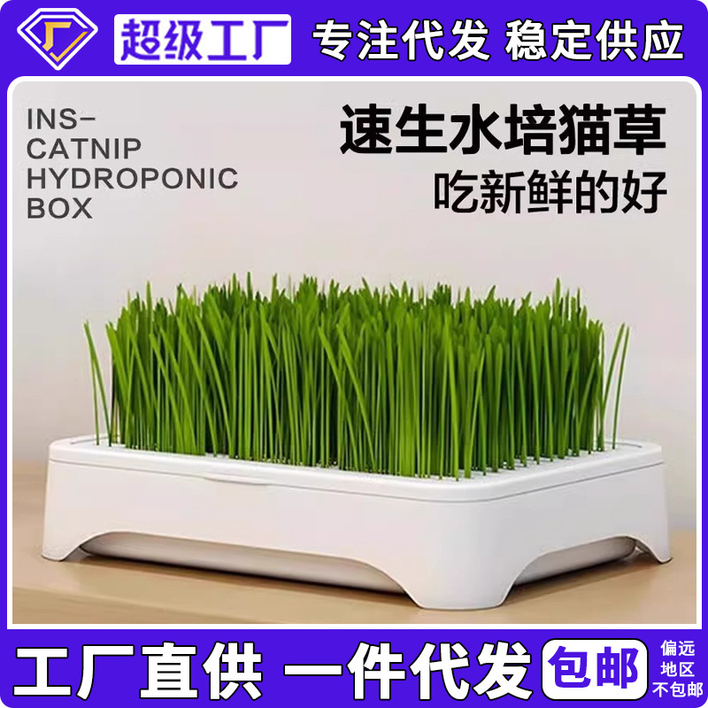 Planta en maceta de hierba para gatos hidropónica sin suelo