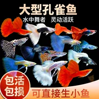 Гуппи живые, элитные чистопородные с крупным хвостом, маленькие тропические мальки, декоративные пресноводные рыбки, просты в уходе