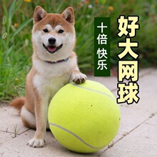 狗狗玩具球球超大网球24cm柴犬柯基法斗逗狗解闷宠物用品