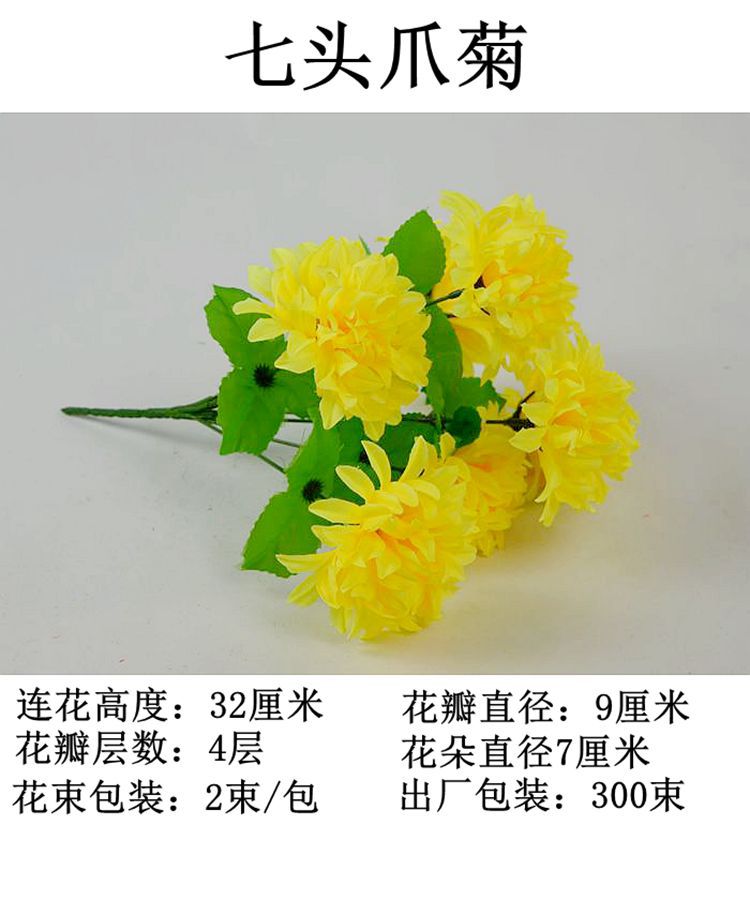 7头爪菊1.jpg