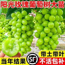 阳光玫瑰葡萄树苖南方种植果树果苗巨峰无籽北方耐寒夏黑树苗盆栽