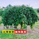 龙爪槐垂槐黄金槐国槐绿化树苗正宗嫁接适宜南北方庭院种植树苗木
