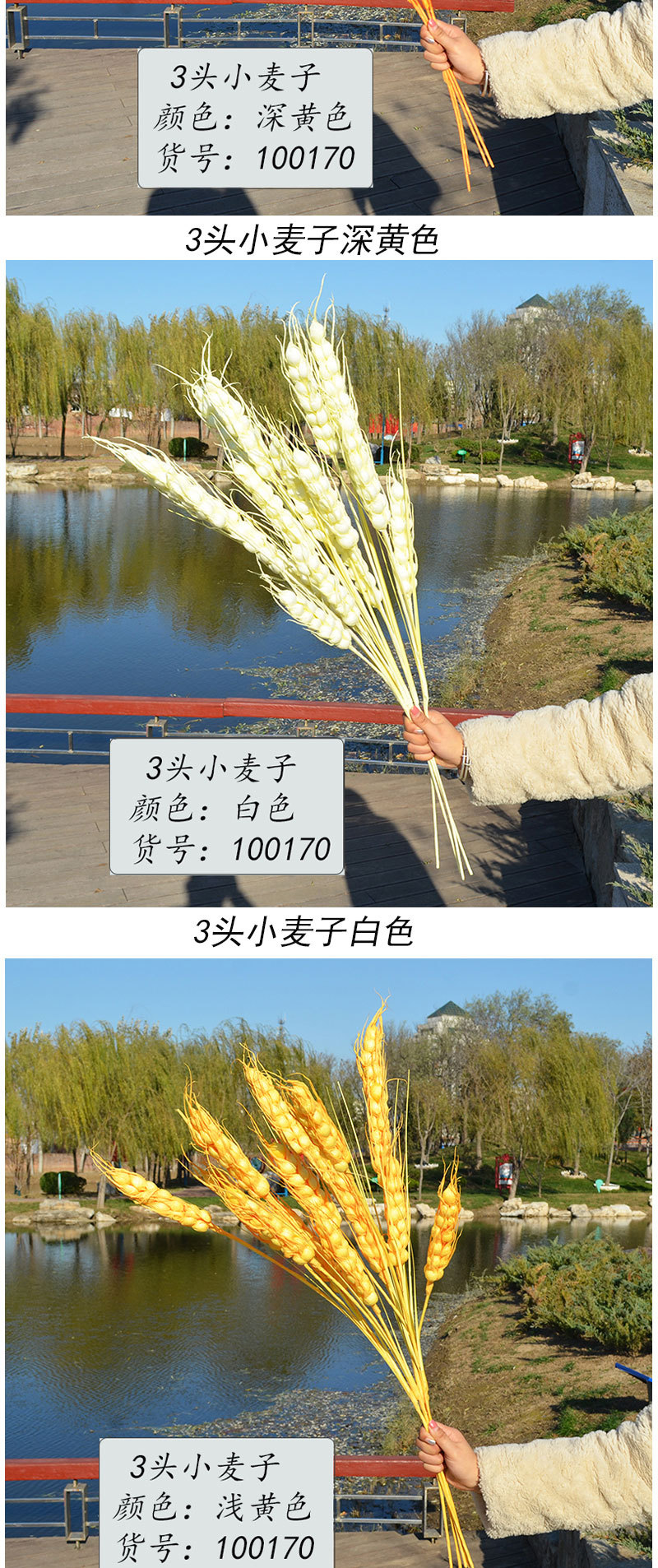3头小麦子_03.jpg?x-oss-process=image/format,png