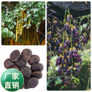 ���������ٷN����ľ��Ԯ�N��ţ�R�ٴ�Ѫ�������ٷN���G�����ٷN��