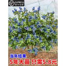 {ݮ{ݮ籱ϷNֲļ䱡Fش̨