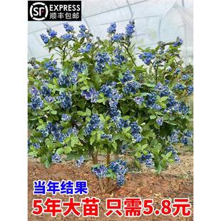 �{ݮ�������{ݮ����籱���Ϸ��Nֲ�ļ����䱡�F�����ش��̨����