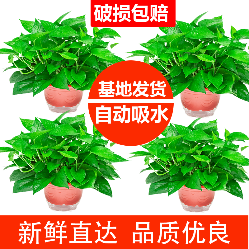 绿萝盆栽室内垂吊兰去吸除甲醛花卉植物自吸水新房长藤大绿箩批发