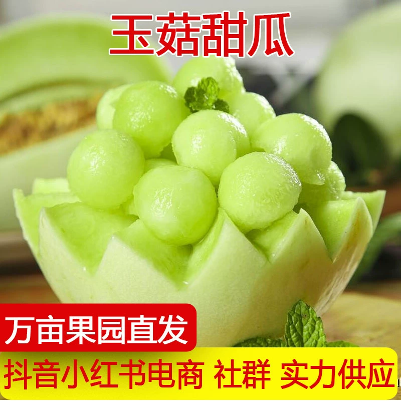 [Хит продаж] Прямая поставка с места происхождения, дыня «Гриб» — хрустящая, сладкая, сочная, свежесобранные фрукты, доступны оптовые продажи и дропшиппинг.