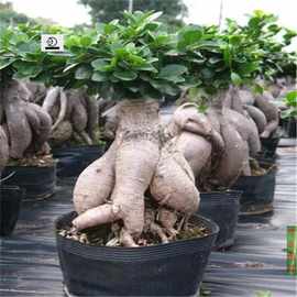 客厅绿植榕树盆景大榕树盆栽树桩盆景造型人参榕包邮