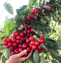 ���Ҙ��m܇�����ش���ҹ������Ϸ������Nֲ�������Ե��Ԯ���Y��