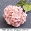 Single large hydrangea-pink