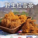 【真野生】金丝红雪茶西藏高原特级野生药材长丝红血茶鹿心血红茶