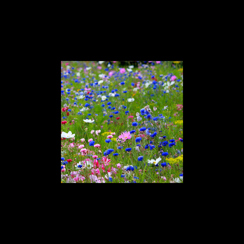 사면 보호형 야생화 조합 반 파운드