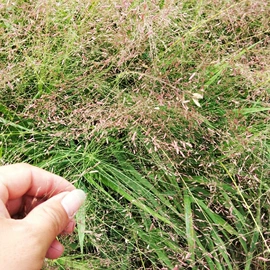 种子;乔木;园林果树