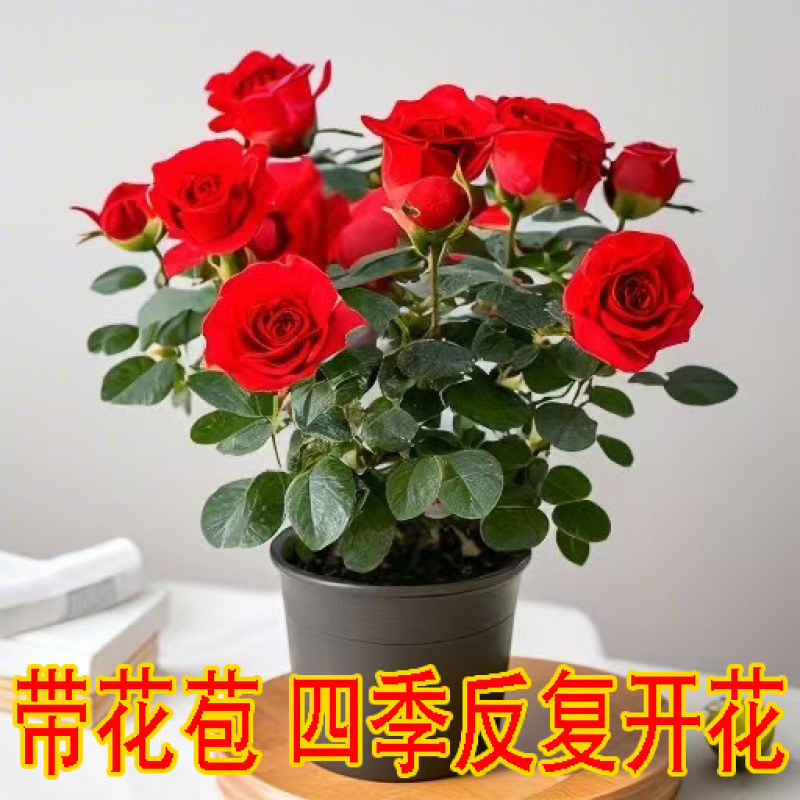 【带花苞】玫瑰花苗盆栽月季四季开花好养花卉绿植阳台懒人养不死