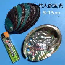 鲍鱼壳 大鲍鱼壳 天然海螺贝壳烧鼠尾草容器工艺品餐具装饰