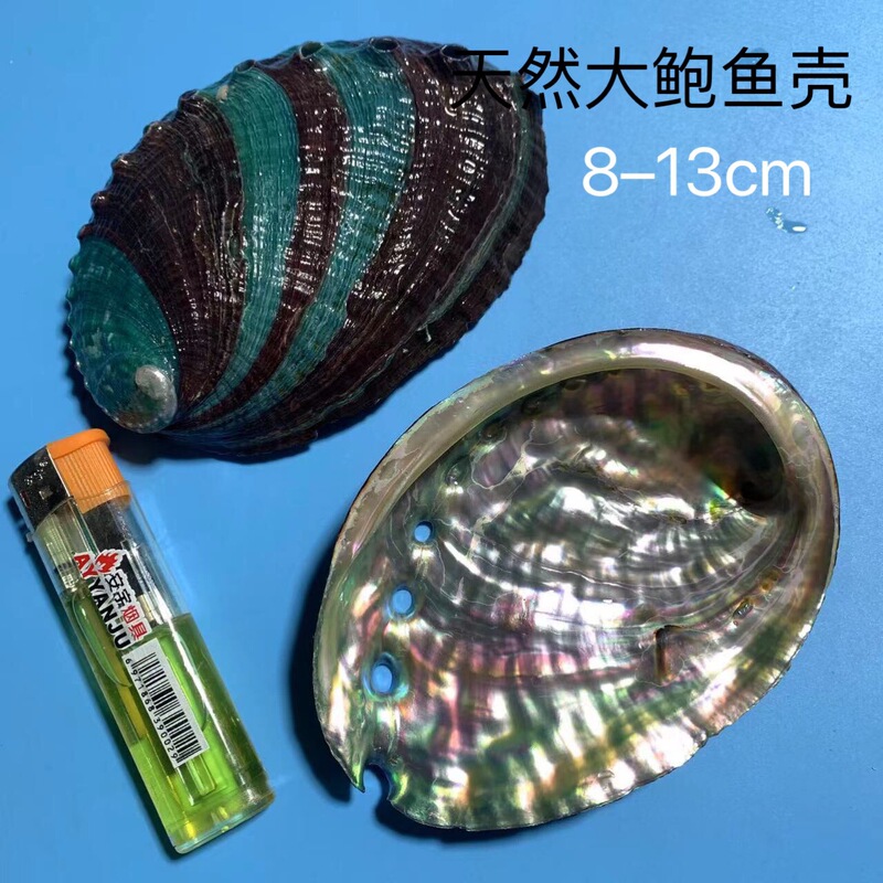 Abalone Shell, Large Abalone Shell, Natural Conch Shell, Roasted Sage Container, Crafts, Tableware Decoration