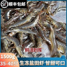 盐田虾3斤新鲜生冻活虾速冻白青虾孕妇可食非基围虾大虾中国大陆