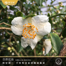 ���ʘ�ײ軨��Camellia seedɽ�軨��ֲ���ͻ��A�����l