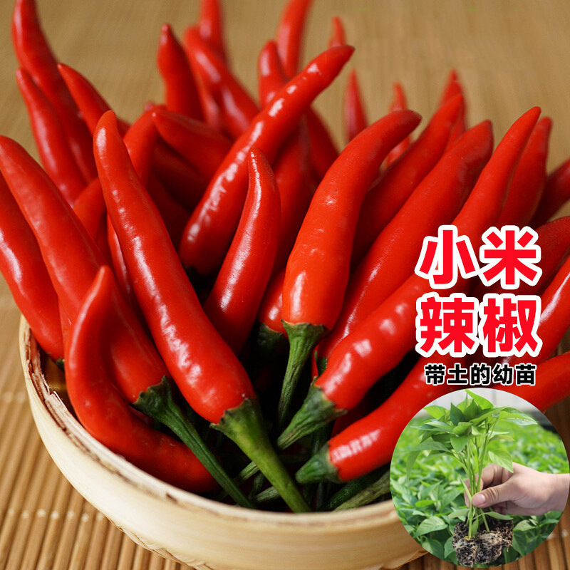 小米辣椒苗秧苗朝天椒四季盆栽螺丝薄皮青椒种籽树苗春蔬菜苗大全