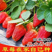 奶油红草莓种大全大果奶油白草莓水果种籽孑原装种子大全批发代发