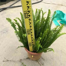 ���ع����G���������Iާ�������ļ�����ާ�����҃����^�~ֲ��