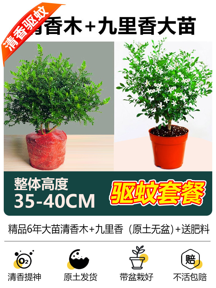 [모기퇴치 패키지] 6년생 향나무 + 6년생 구리향(화분 없는 오리지널 흙) + 무료 비료
