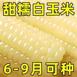 ��Ŵ�����׷N�Ӹ߮a���U����ļ������׷��D������Ŵ���׷N��