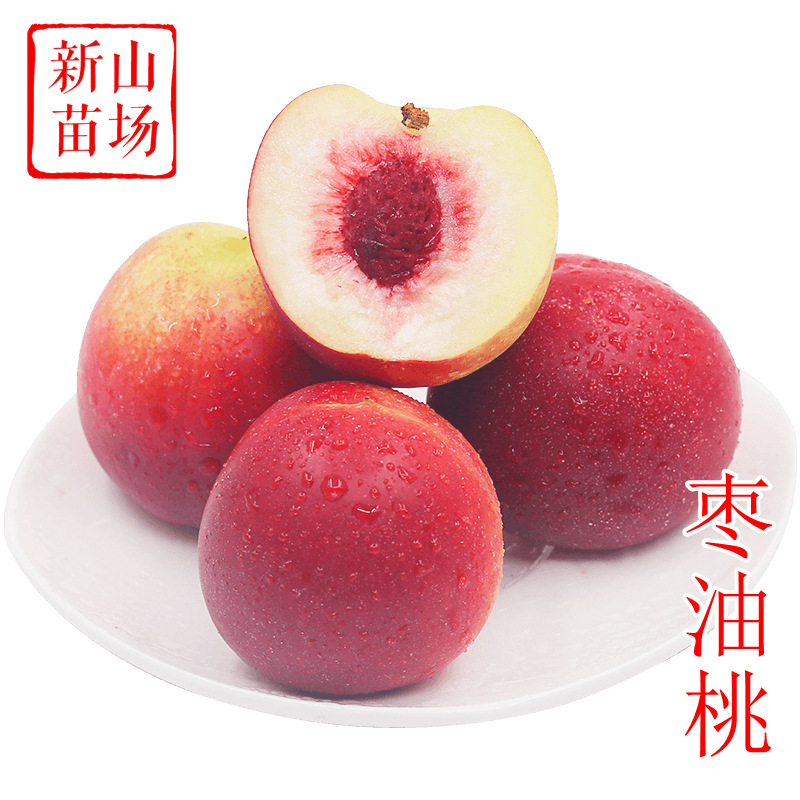 珍珠枣油桃苗 早晚熟5 6月7月黄肉白肉迷你珍珠油0枣油桃树苗基地