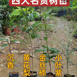 四大名贵苗木海南黄花梨金丝楠木树苗常绿植物沉香树苗小叶紫檀